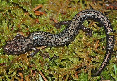 Weller's Salamander